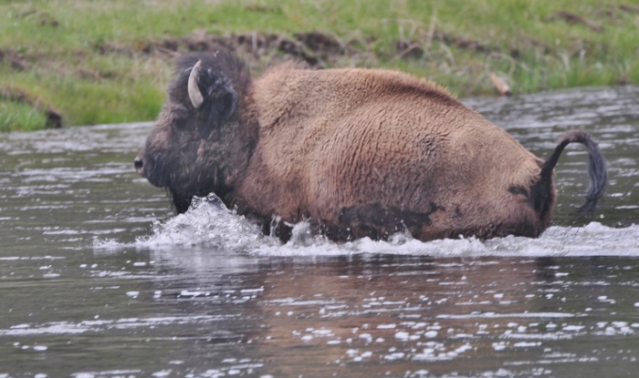 bison in water